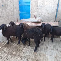 بره بره