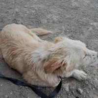 سگ هاپو