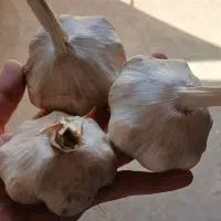 سیر تازه
