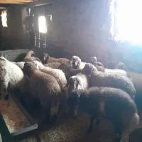 بره چاق قصابی کیلوی ۶۳۰ تومان