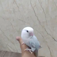 کوتوله به همراه قفل