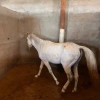 اسب|حیوانات مزرعه|رفسنجان, |دیوار