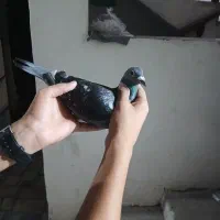 کبوتر چاپی ماده