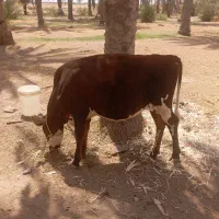 گستری نژادی فروشی عنبراباد