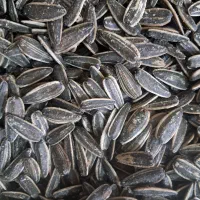 تخمه تازه و بدون تلخی، مستقیم از تولیدی