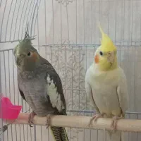 جفت عروس هلندی کاردادع با دوتا جوجه