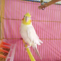 عروس سخنگو