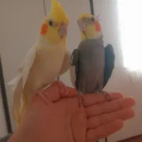 ی.ک جفت عروس هلندی