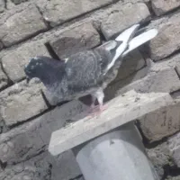 جوجه قاره دم سفید مخصوص جلد کردن غریب گیری
