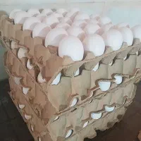 نیروی فعال برای بسته بندی تخم مرغ