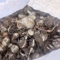 موسیر کوهی کوهرنگ