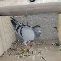 کبوتر طوقی وپلاکی و تهرانی ودمگیر. جوجه تهرانی
