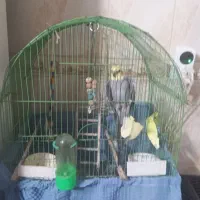 طوطی سخنگو کلی حرف میزنه