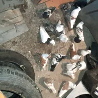 کبوتر  رنگی  و  چپ افغان اصل
