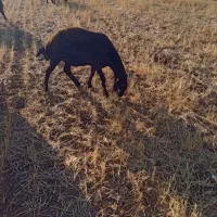 ۴عدد شیشک سه شیره