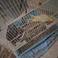 عروس هلندی