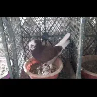 کبوتر پرشی عالی