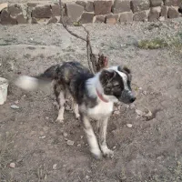 سگ بازیگوش ۸ ماهه رام مناسب نگهبانی