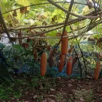 خیار ترش