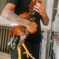 خروس لاری جوجه