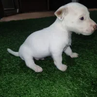 سگ پاکوتاه
