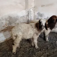 فروش دو عدد بره نر