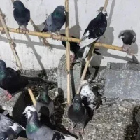 کبوترپرشی اس و بشرت