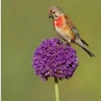پرنده سهره سینه سرخ.وسهره گلبسر
