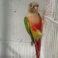 پرنده اهلی