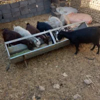 بز بیابونی ندوشن کشتنی