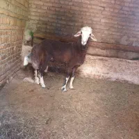 گوسفندنر دامازلیخ