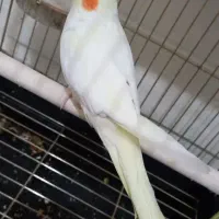 یک جفت عروس هلندی با قفس و تمام وسایل قفس