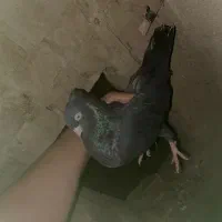 کبوتر