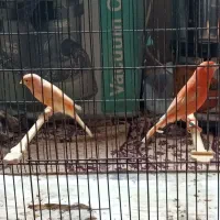 قناری ر فاکتور|پرنده|مشهد, ابوذر|دیوار