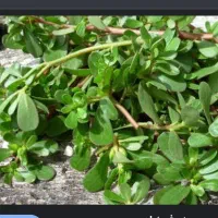 سبزی خرفه تازه تازه کیلو 50 فقط میارم در خونه
