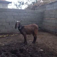 بز ماده|حیوانات مزرعه|سنگدوین, |دیوار