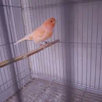 تعدادی قناری نر ماده جوجه