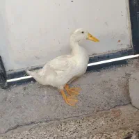 اردک
