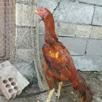 خروس لاری