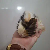خوکچه نر ماده همستر کمپل وینتروایت۰