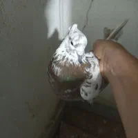 کفتر
