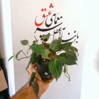 گل اسکاندیس میکانز (پتوس مخملی)