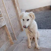 سگ نر|سگ|ملکآباد, |دیوار