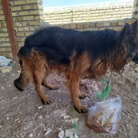 سگ ژرمن