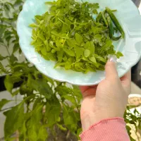 فروش تعدادی گلدان سفالی