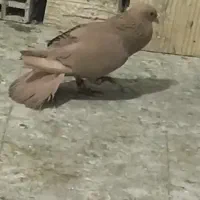 کفتر