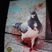 شهری سبز یا بدرنگ