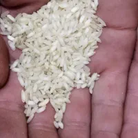 برنج عنبر بو