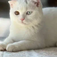 گربه اسکاتیش