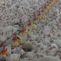 کارگر مرغداری